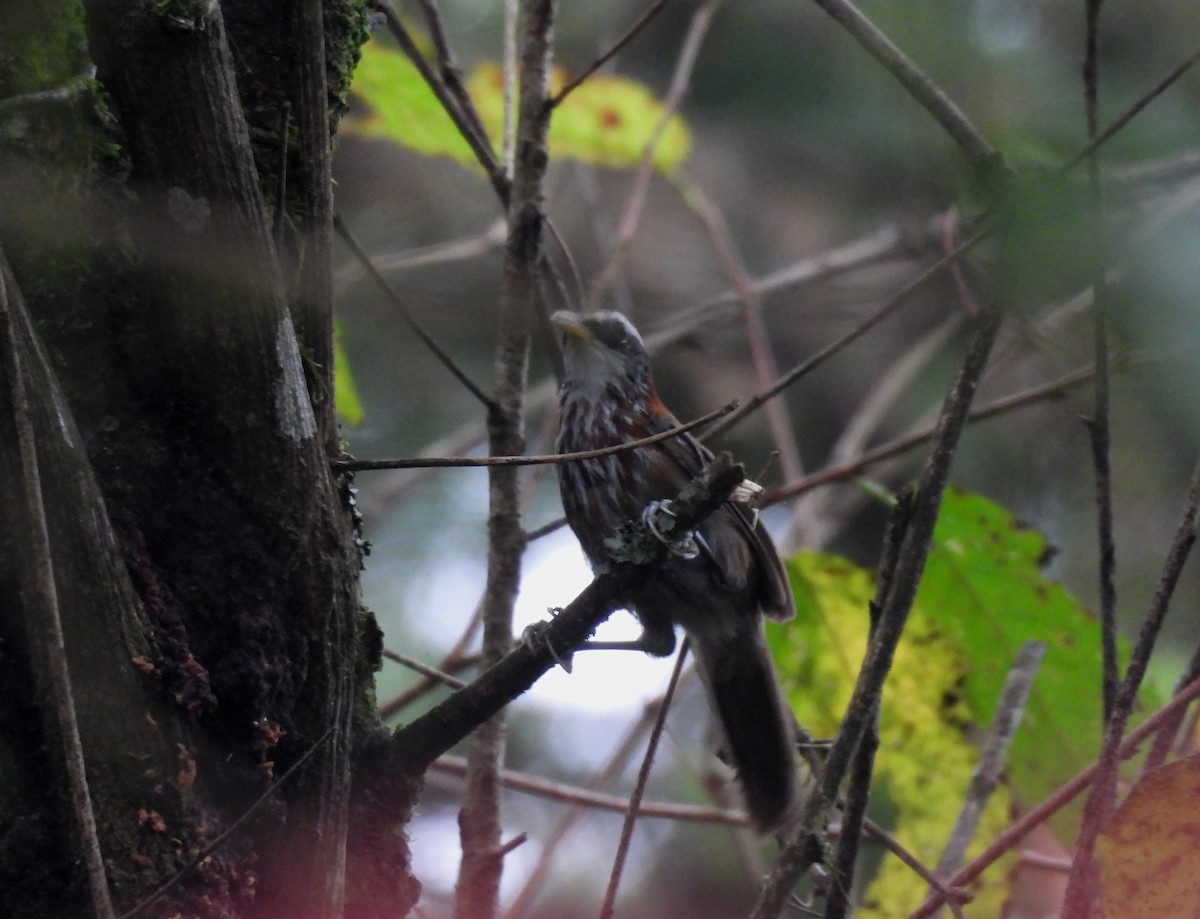 Streak-breasted Scimitar-Babbler - ML641994317