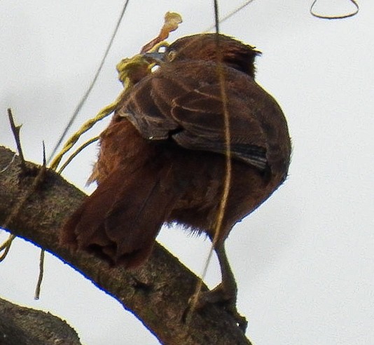 Brown Cacholote - ML641994322