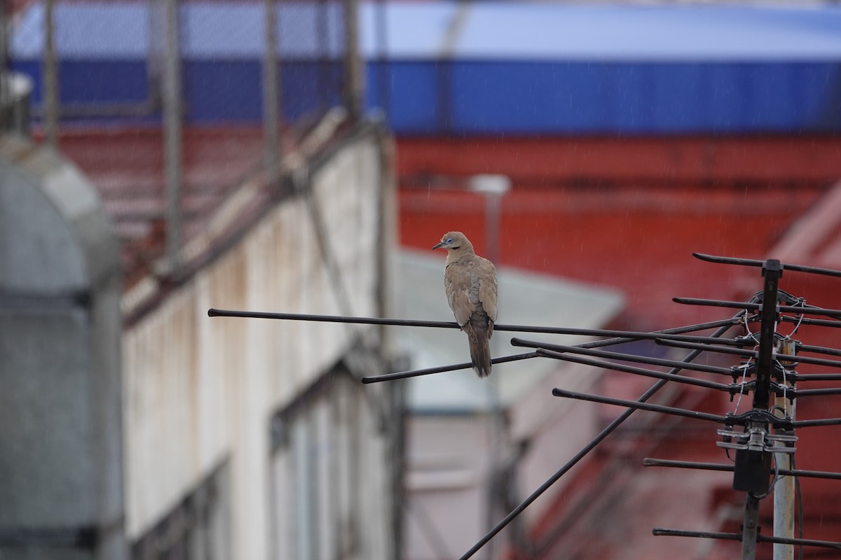 White-winged Dove - ML641994336