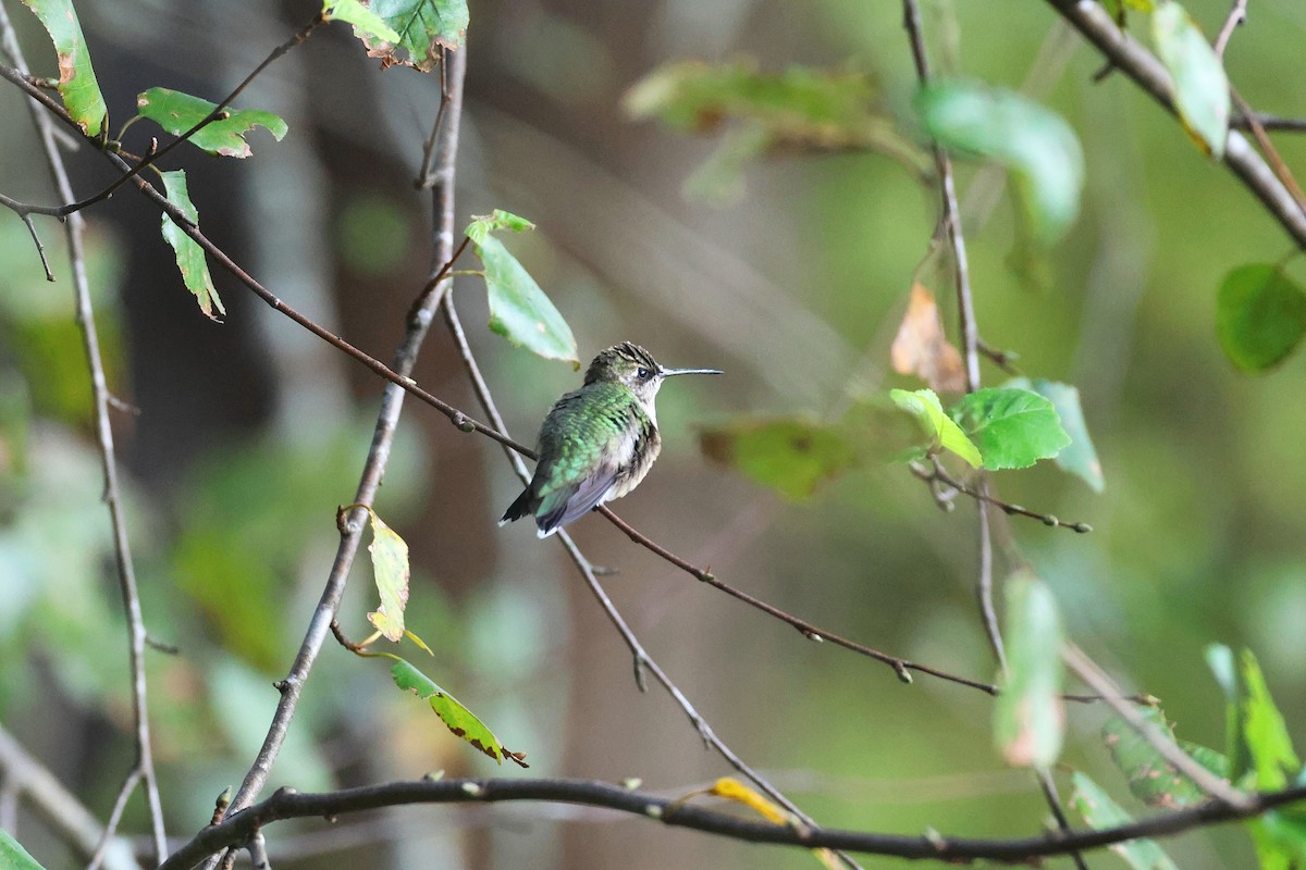Ruby-throated Hummingbird - ML641994339
