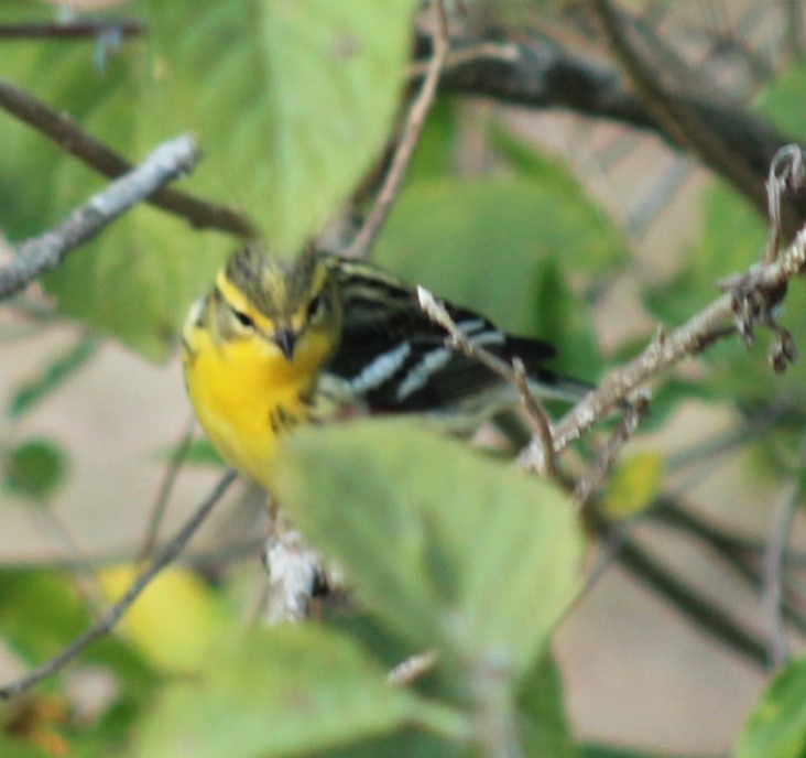 hemlokkparula - ML641994341