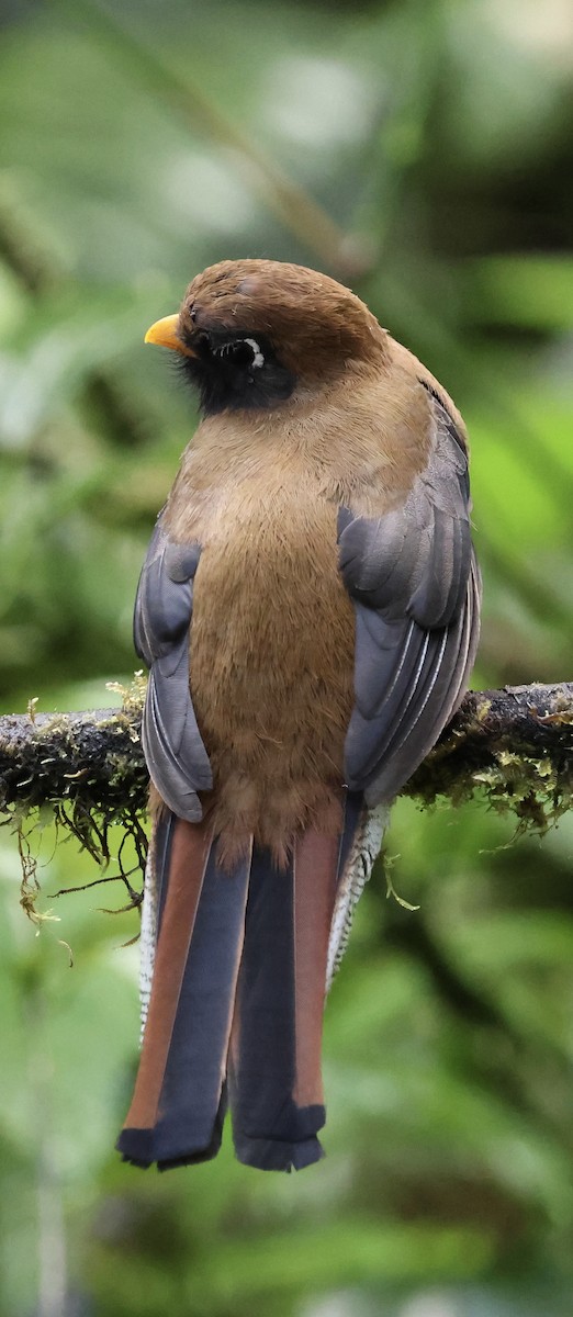Trogon masqué - ML641994365