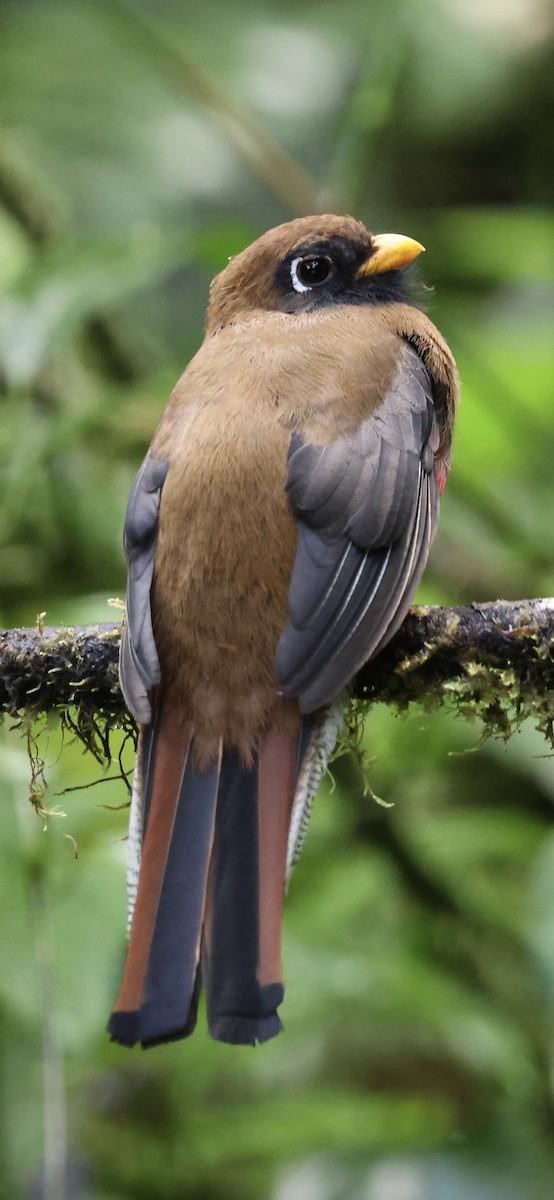 Trogon masqué - ML641994366