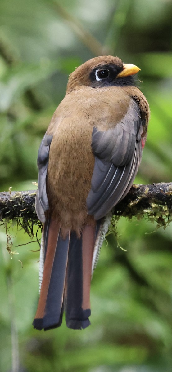 Trogon masqué - ML641994367