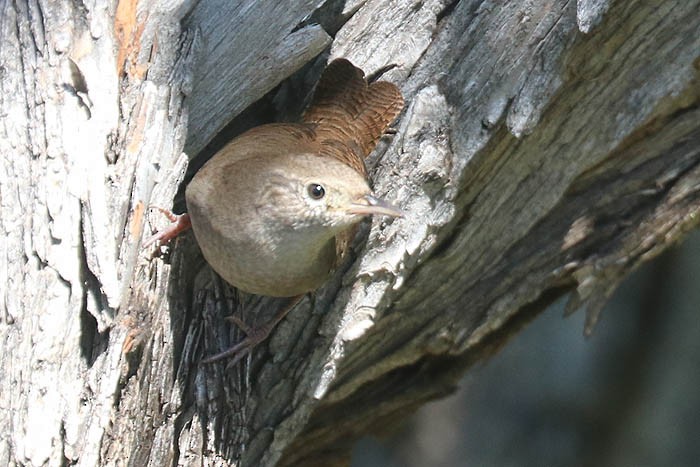 Northern House Wren - ML641994373