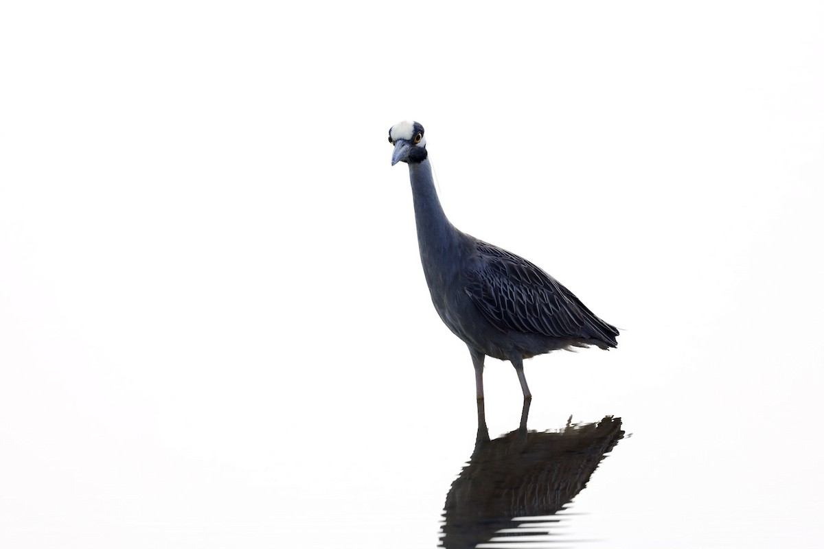 Yellow-crowned Night Heron - ML641994379
