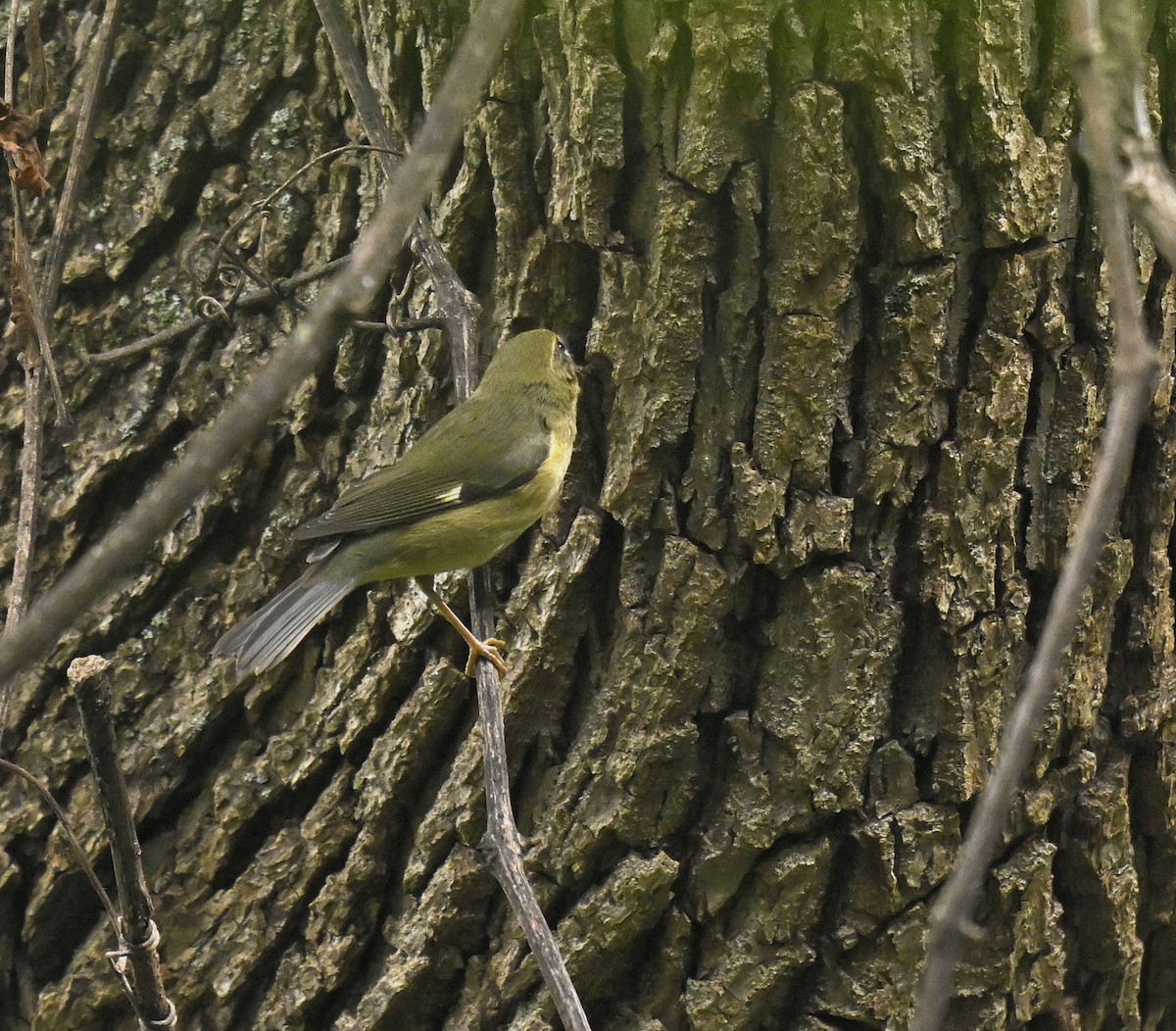 Black-throated Blue Warbler - ML641994385
