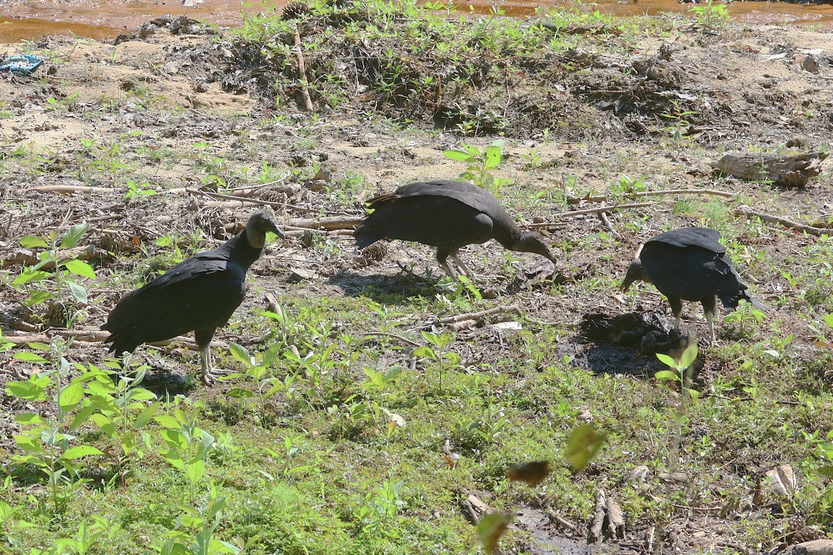 Black Vulture - ML641994386