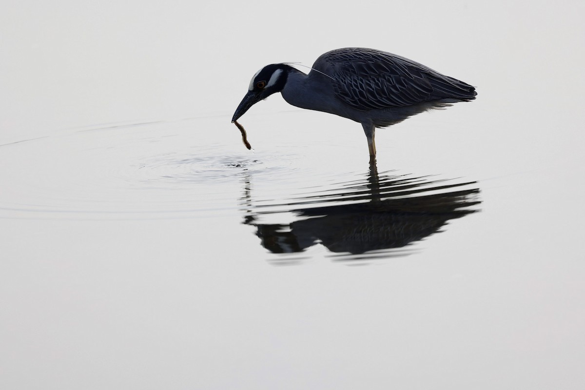 Yellow-crowned Night Heron - ML641994389