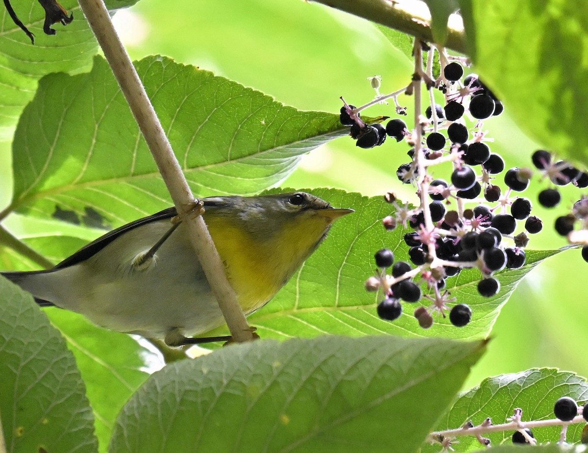 Northern Parula - ML641994391