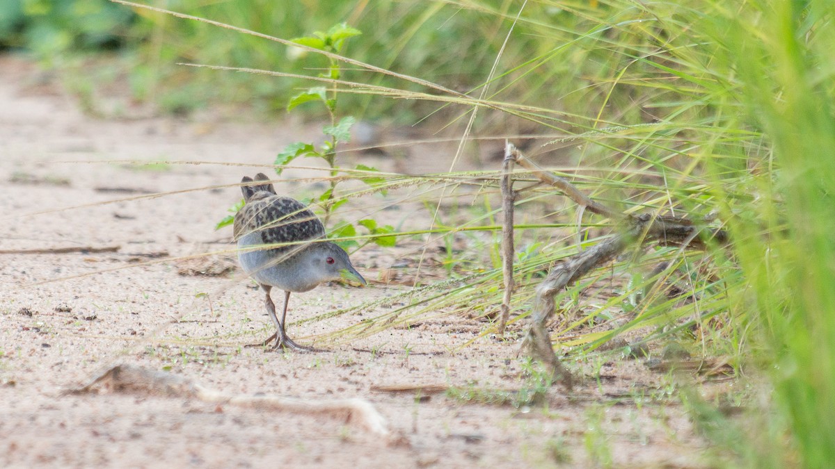 Ash-throated Crake - ML641994395