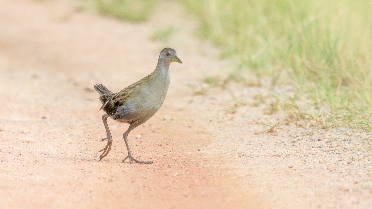 Ash-throated Crake - ML641994396