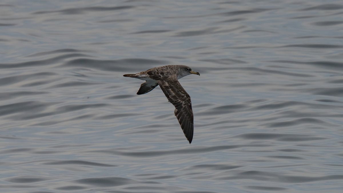 Puffin cendré - ML641994397
