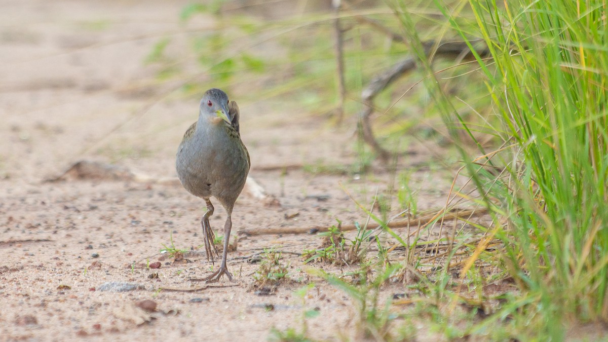 Ash-throated Crake - ML641994398