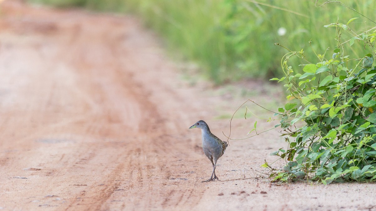 Ash-throated Crake - ML641994400