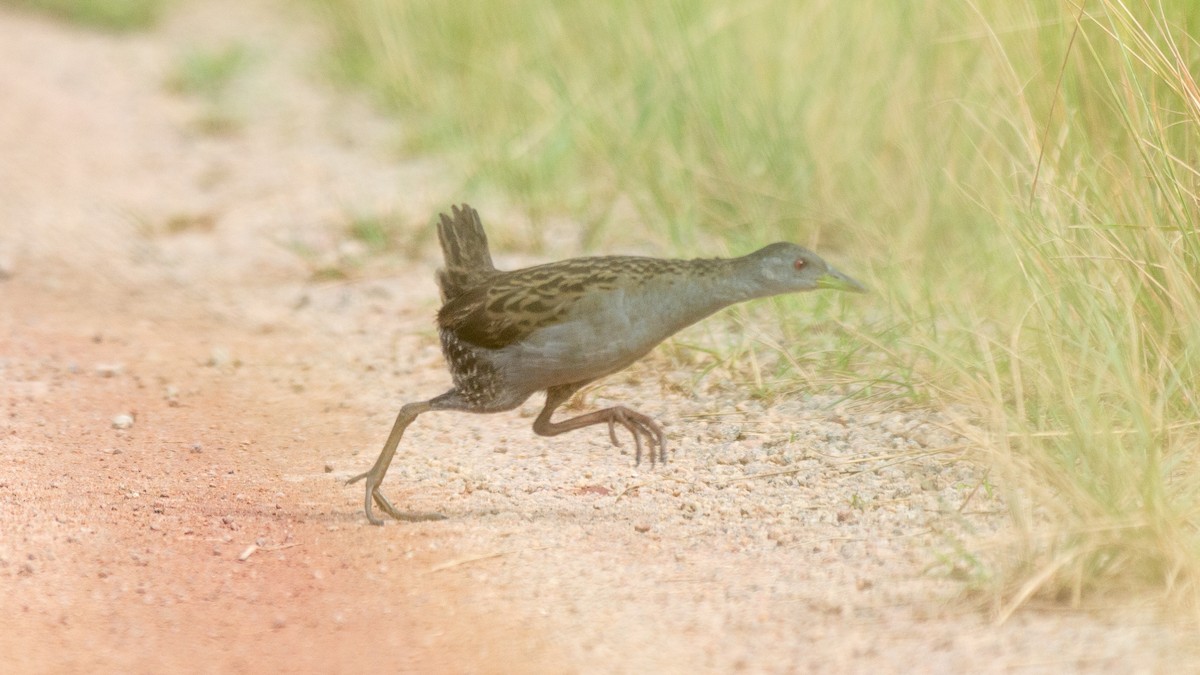 Ash-throated Crake - ML641994401