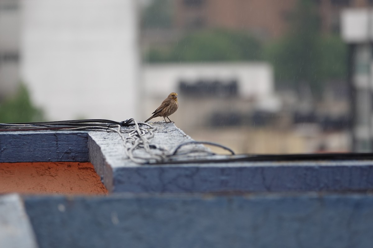 House Finch - ML641994402