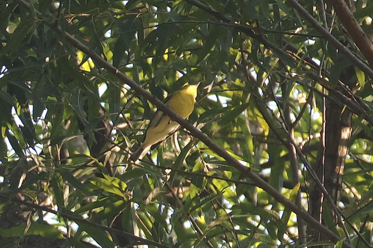 Yellow-throated Vireo - ML641994407