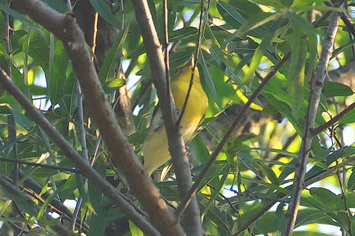 Yellow-throated Vireo - ML641994410