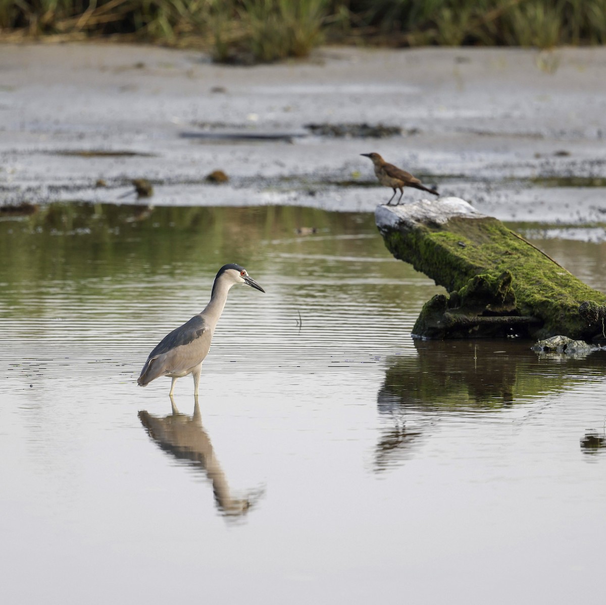 Boat-tailed Grackle - ML641994412