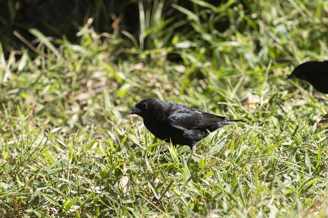 Screaming Cowbird - ML641994413