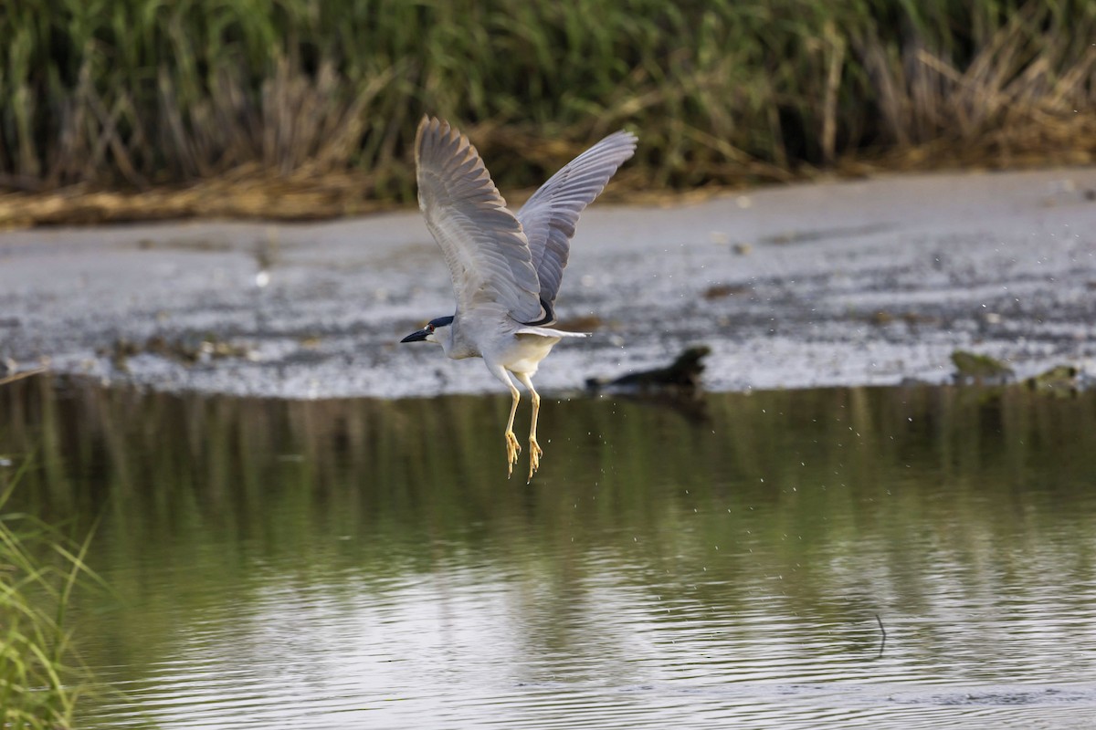 Black-crowned Night Heron - ML641994422