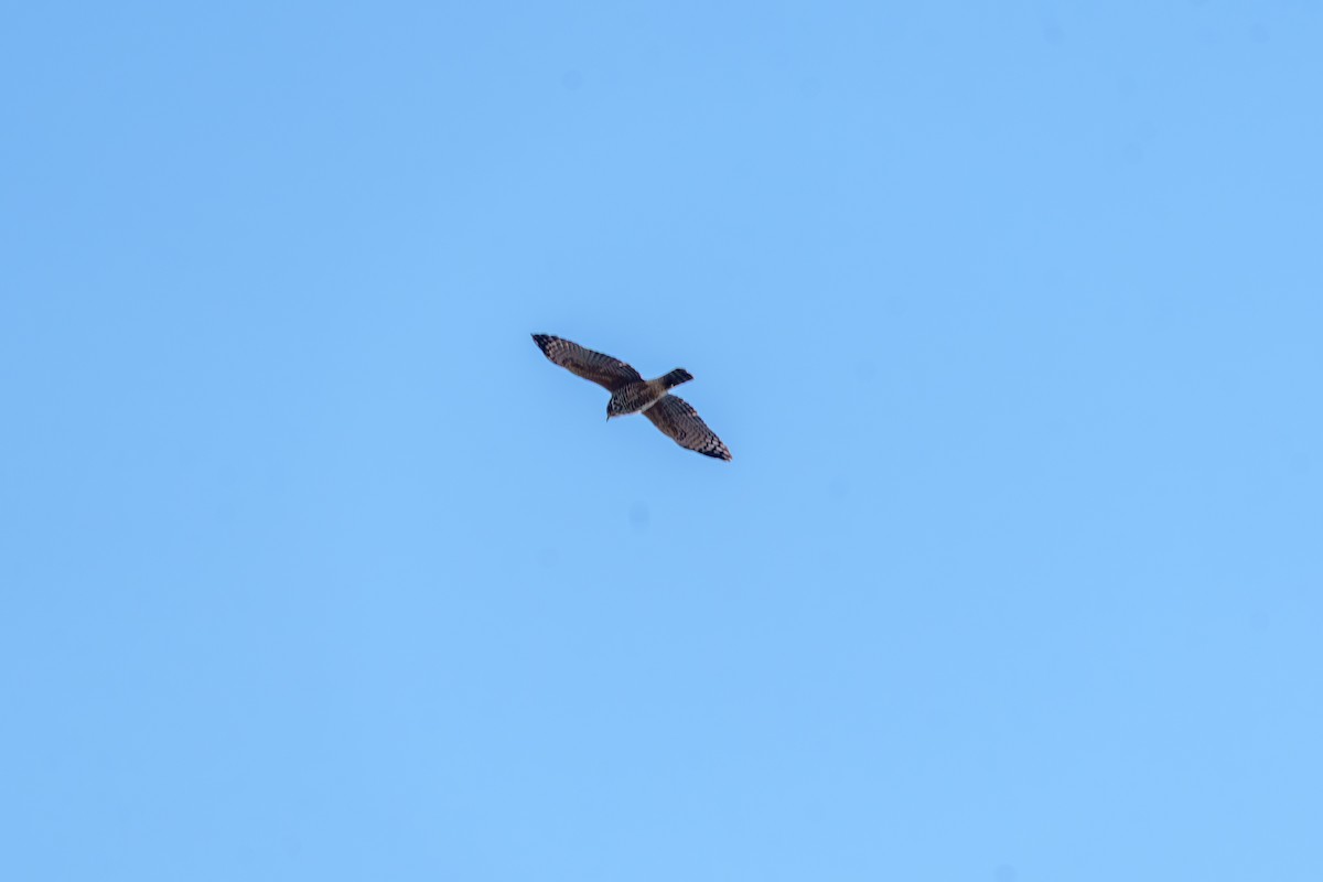 Roadside Hawk - ML641994447