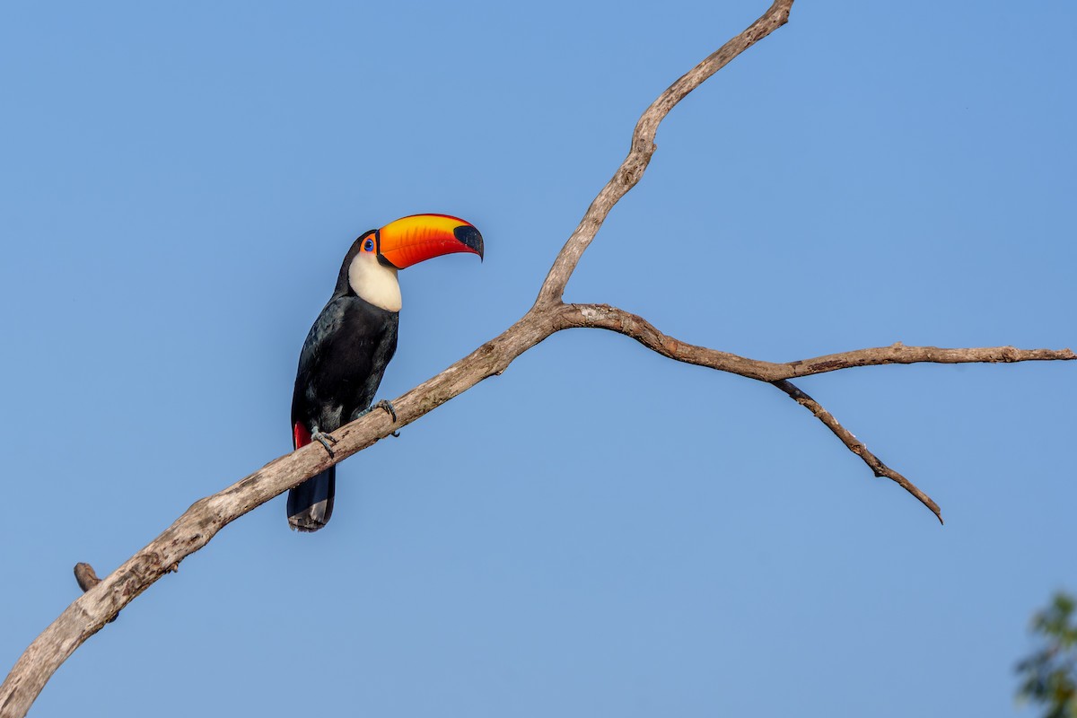 Toco Toucan - ML641994460