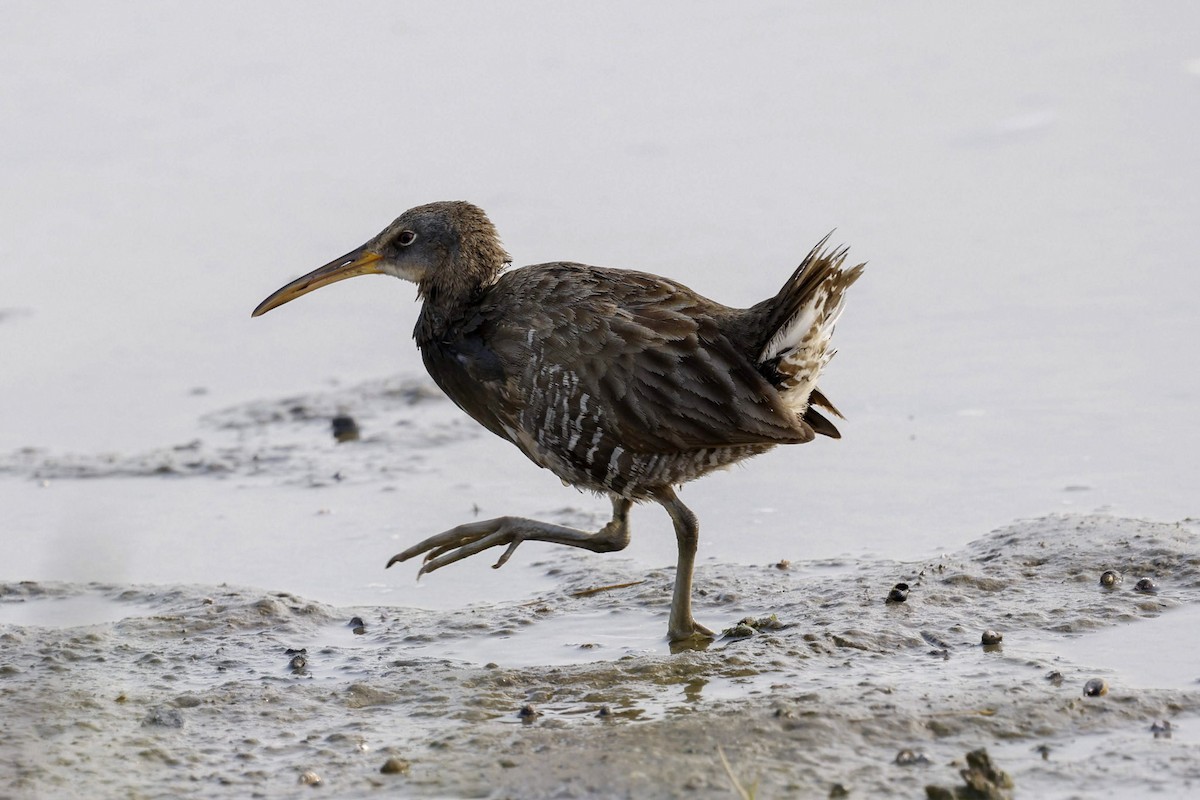 Clapper Rail - ML641994465