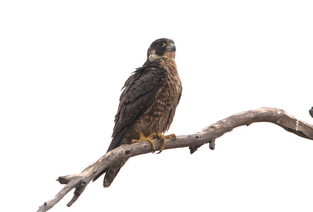 Peregrine Falcon - ML641994478