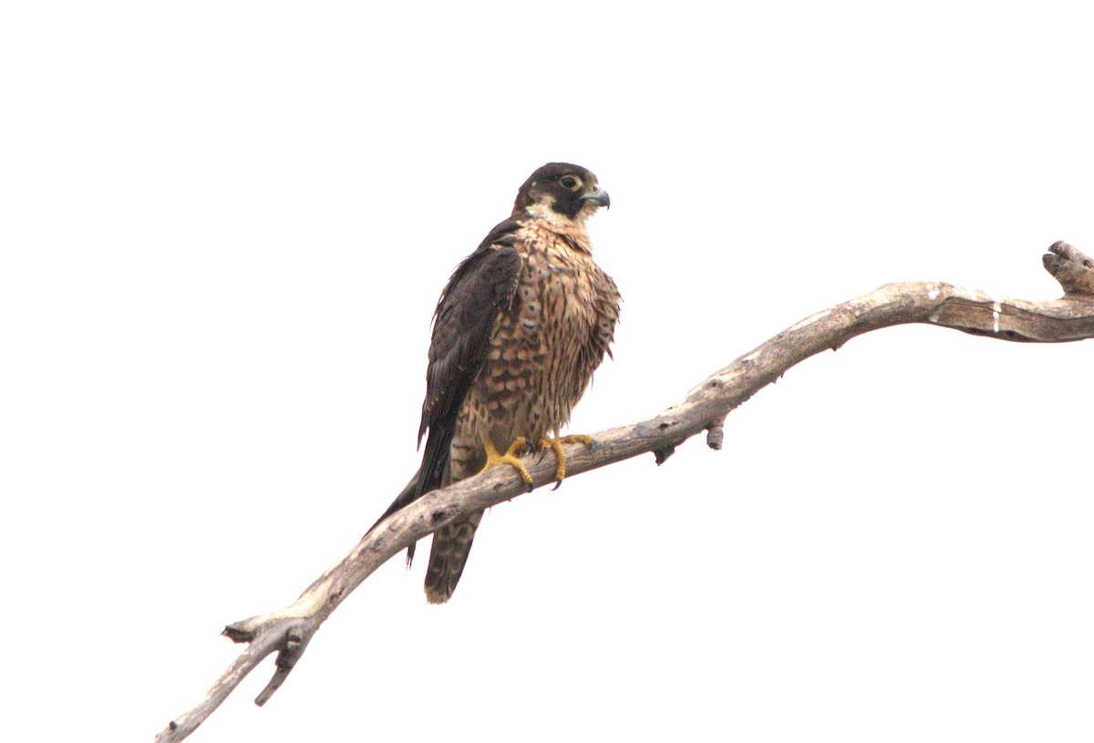 Peregrine Falcon - ML641994479