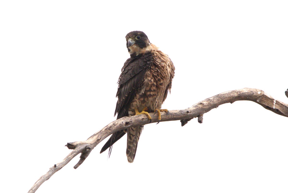 Peregrine Falcon - ML641994480