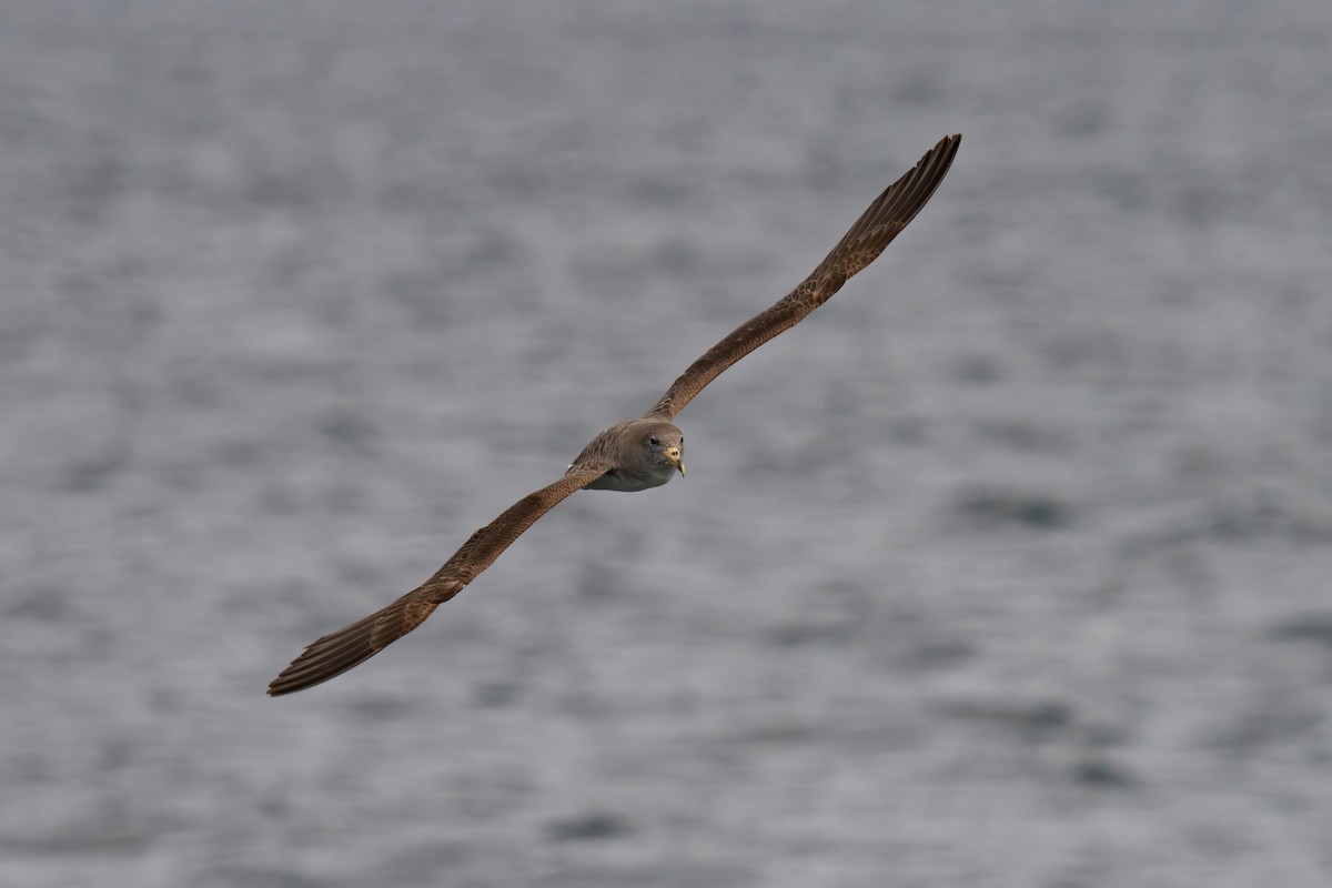 Puffin cendré - ML641994481