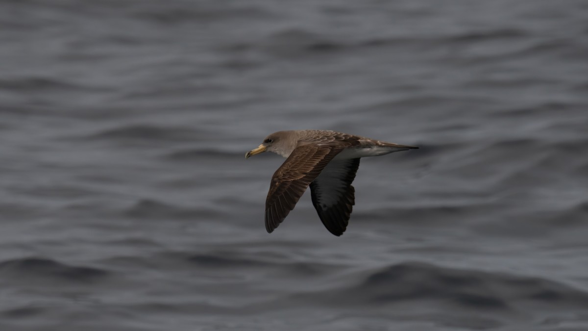 Puffin cendré - ML641994482