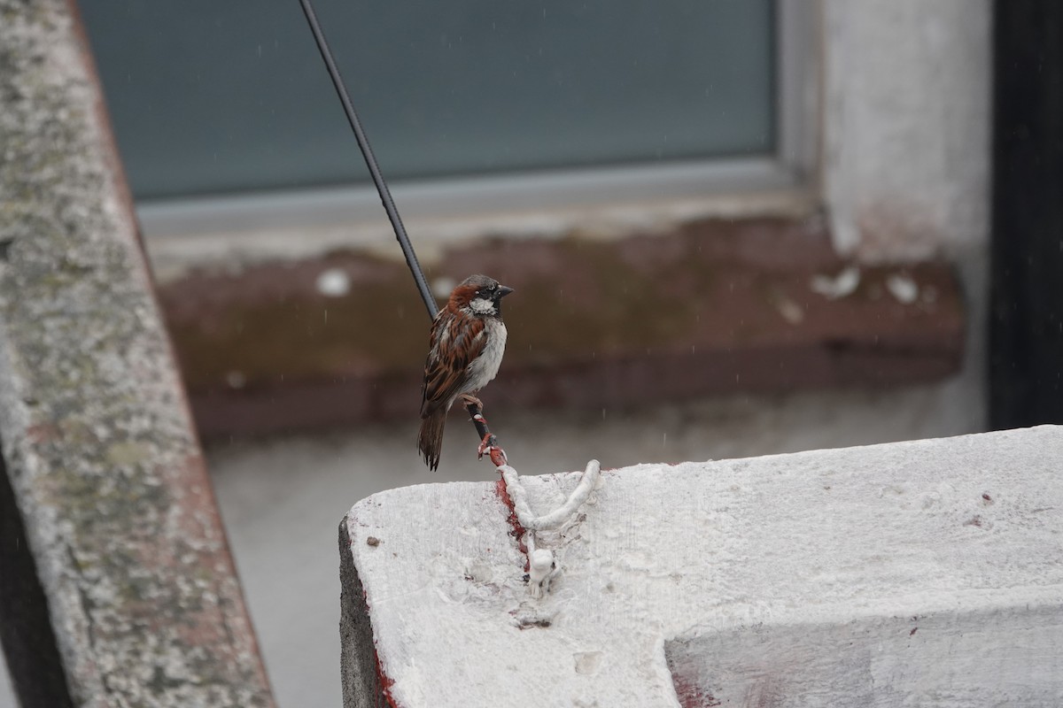 House Sparrow - ML641994516