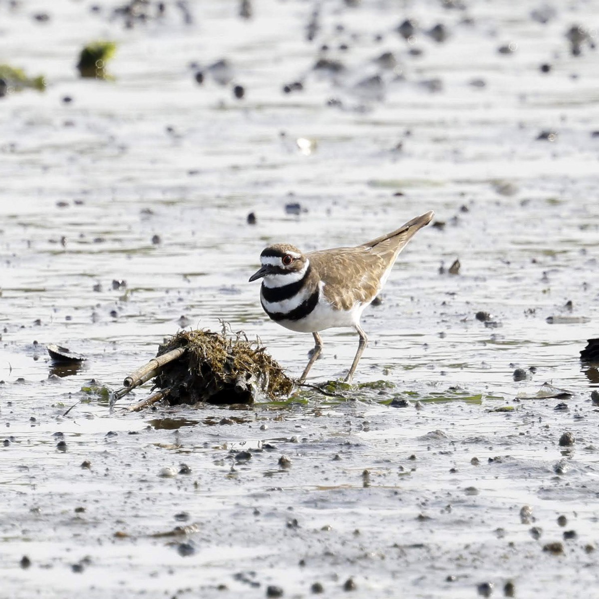 Killdeer - ML641994519