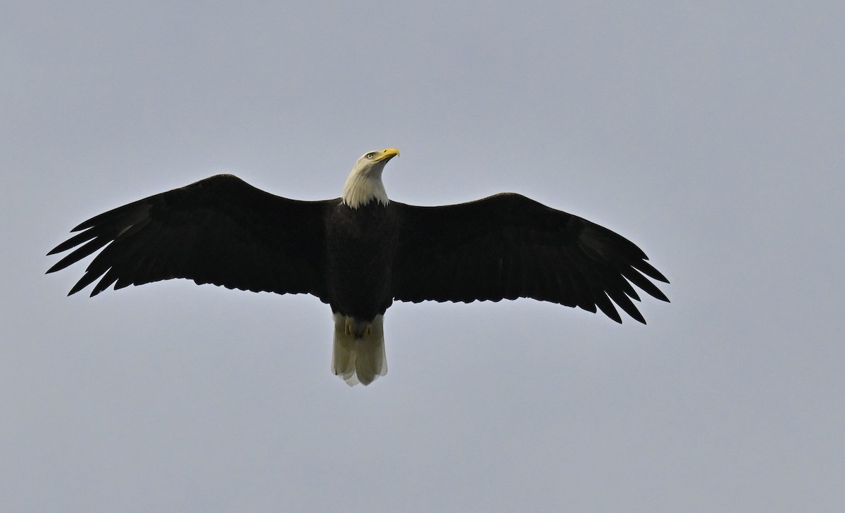 Bald Eagle - ML641994528
