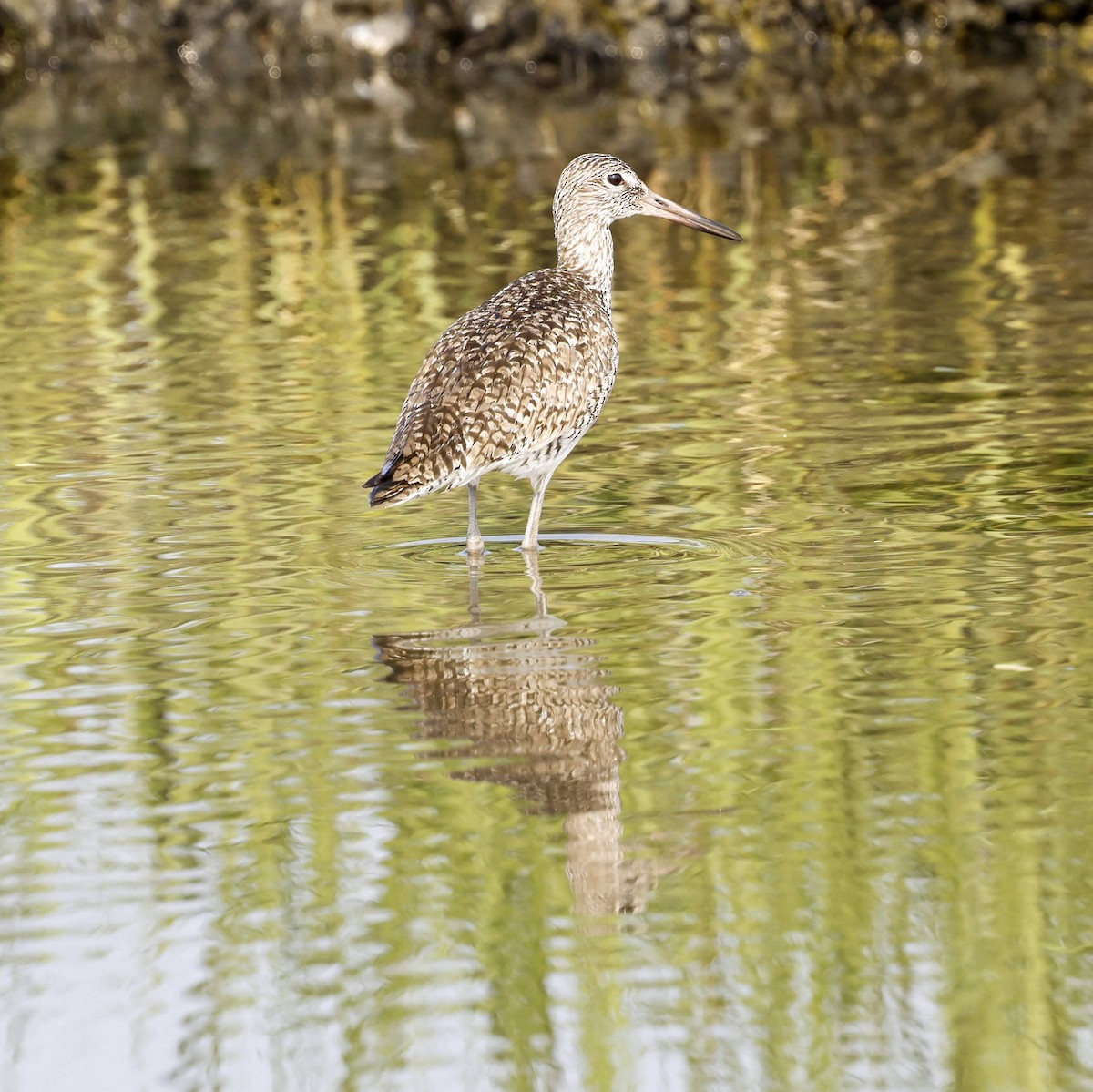 Willet - ML641994532