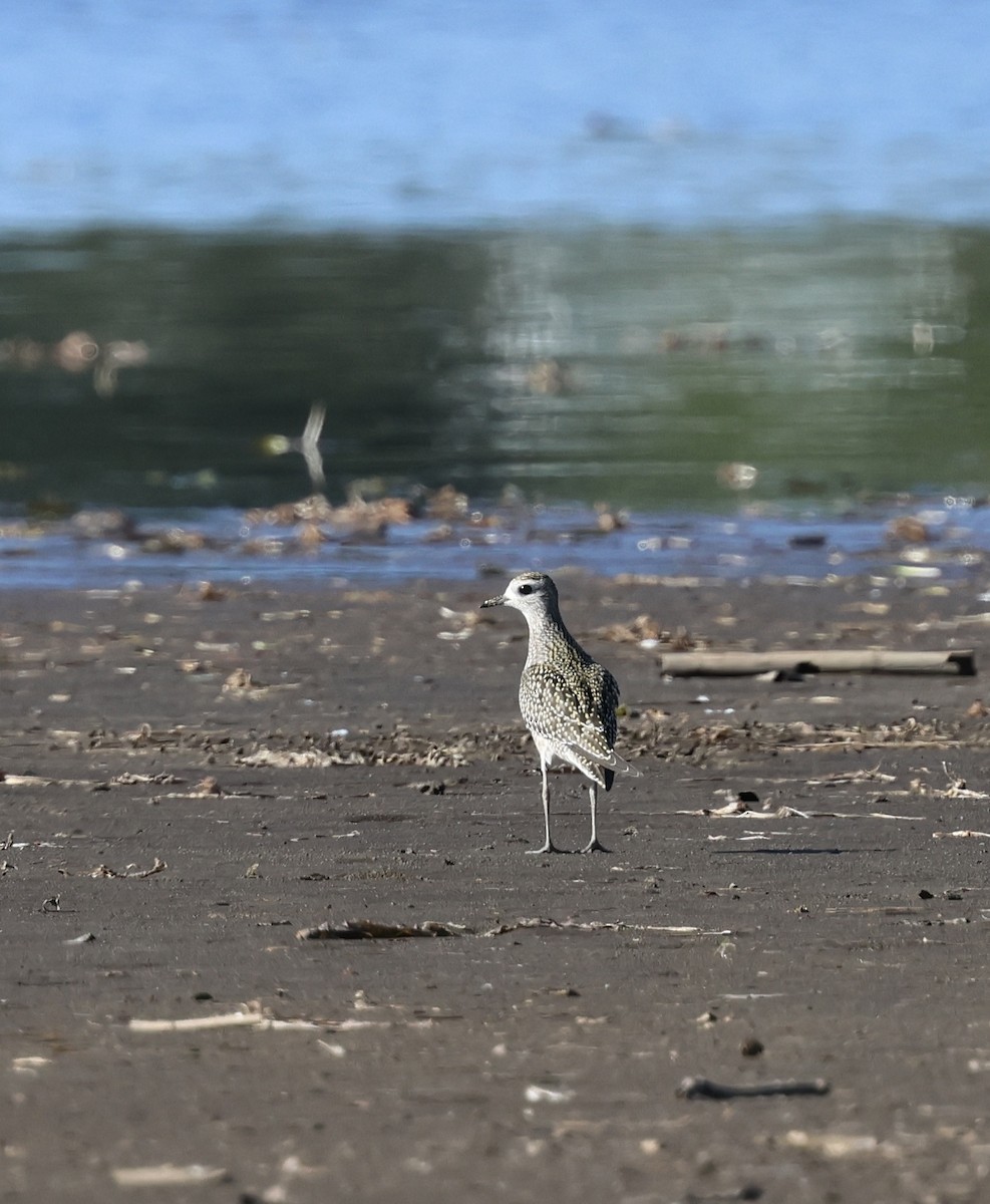 American Golden-Plover - ML641994534