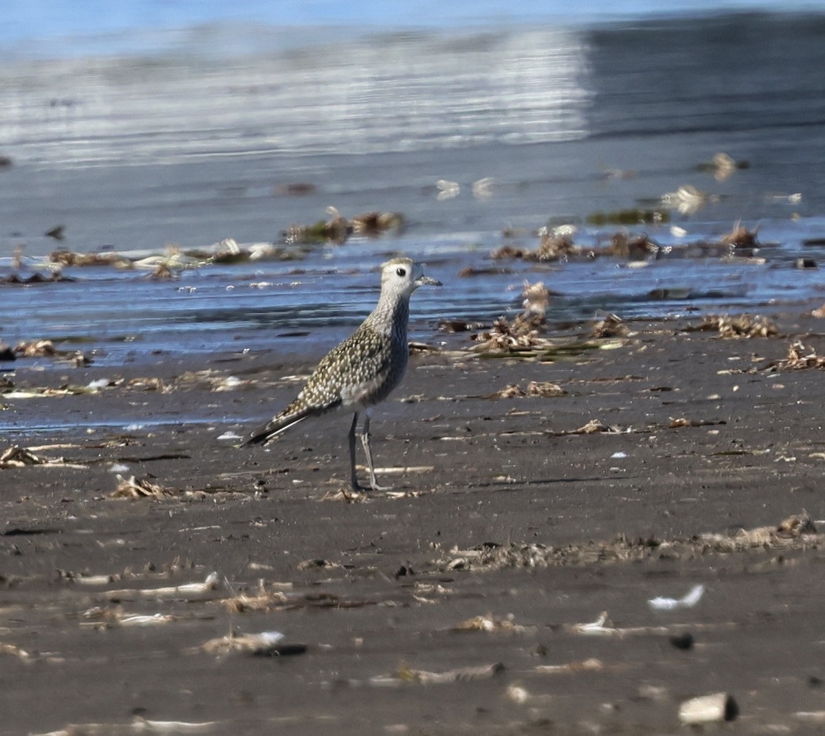 American Golden-Plover - ML641994541