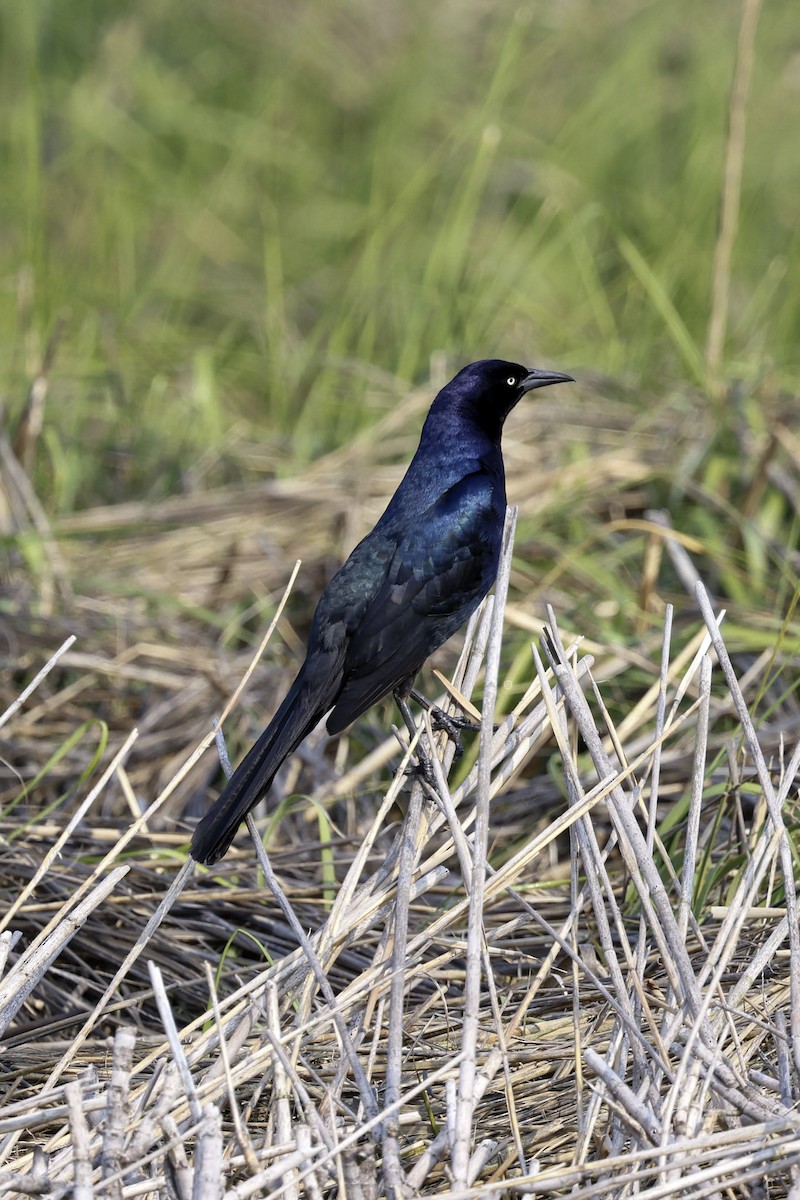 Boat-tailed Grackle - ML641994547