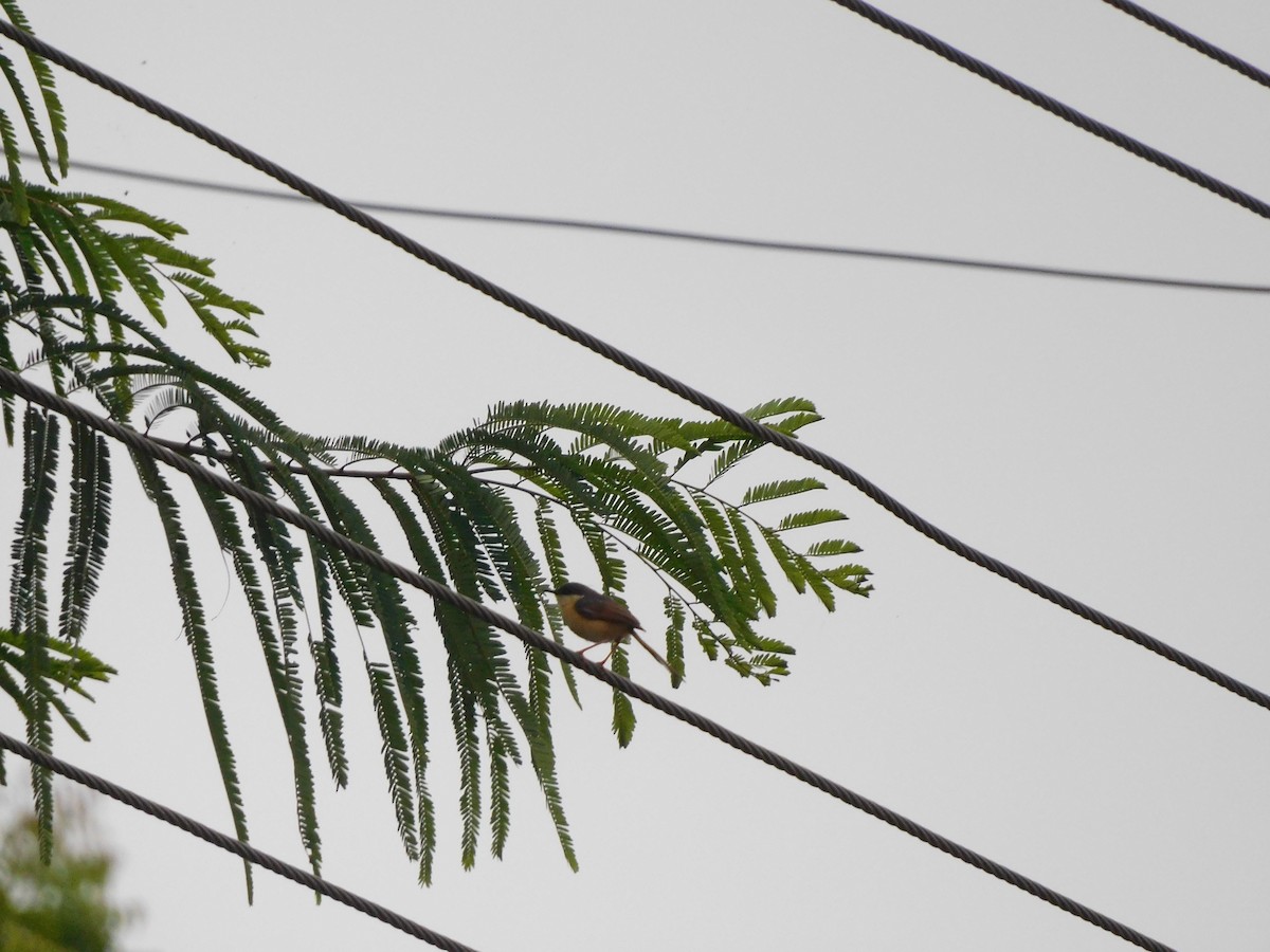 Ashy Prinia - ML641994556