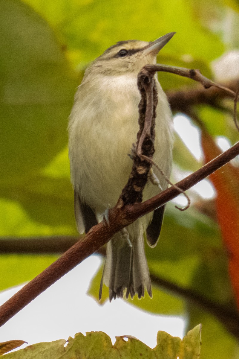 Yucatan Vireo - ML641994564