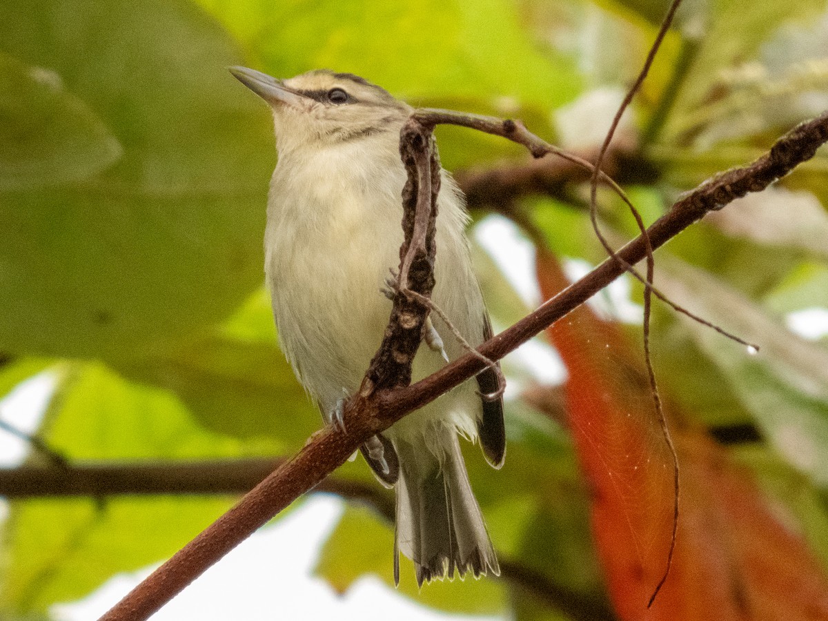 Yucatan Vireo - ML641994566