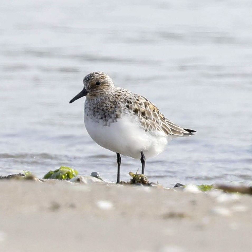 Sanderling - ML641994567