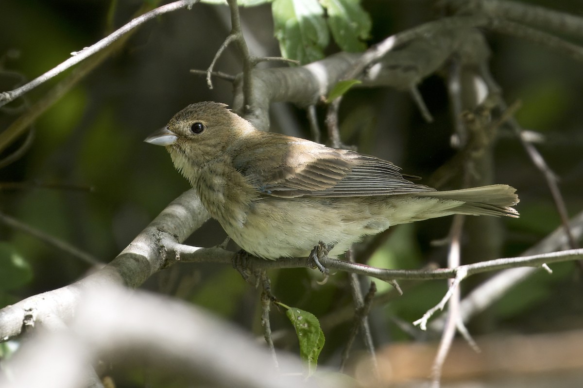 Indigo Bunting - ML641994573