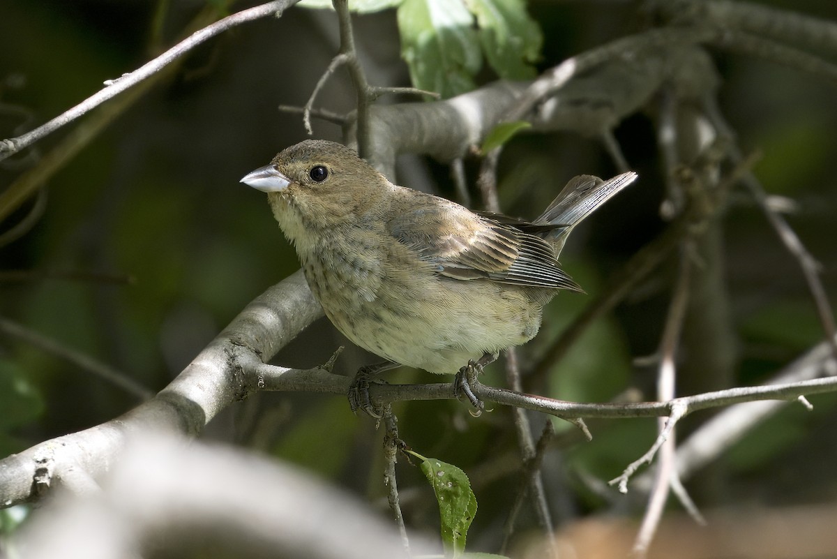 Indigo Bunting - ML641994576
