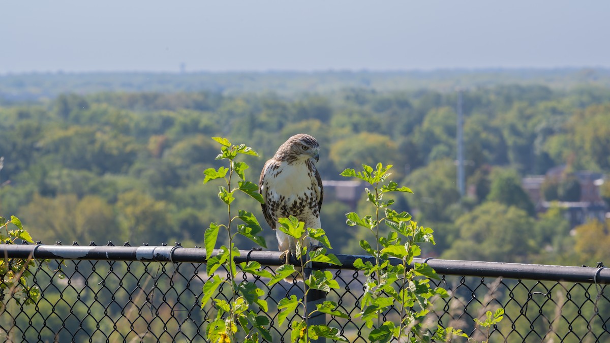Red-tailed Hawk - ML641994589