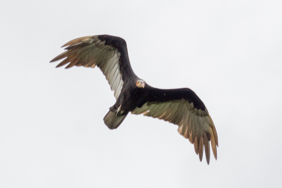Lesser Yellow-headed Vulture - ML641994603