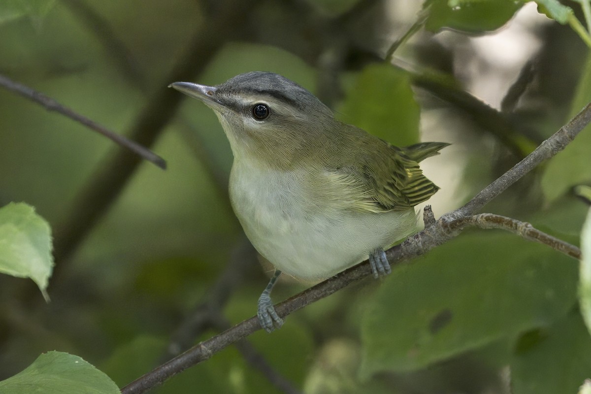 Red-eyed Vireo - ML641994632